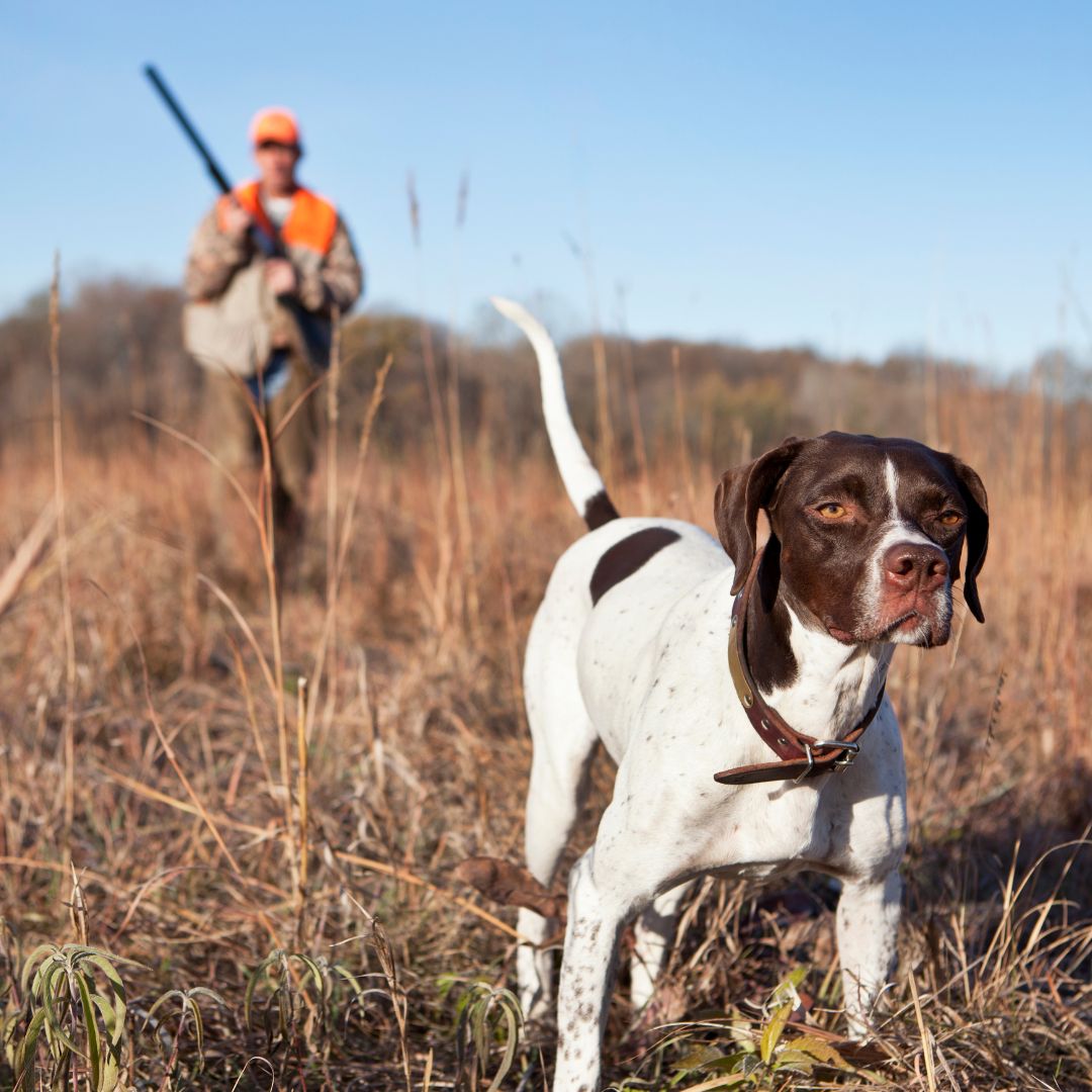 Les chasseurs et propriétaires